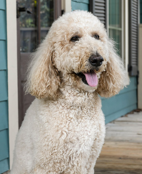 dental dog